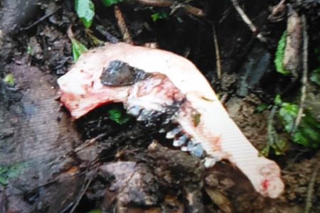 The head bone of the goat eaten by the wild panda [Photo: qq.com]