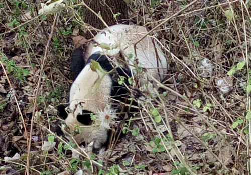 The wild panda that was spotted in Leshan, Sichuan Province in December, 2016 [Photo: qq.com]