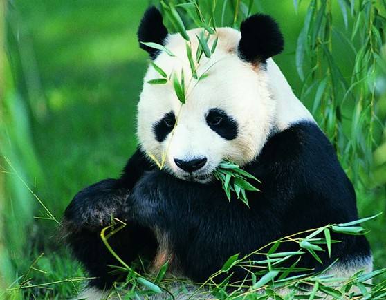 Giant panda eating bamboo [File photo: baidu.com]