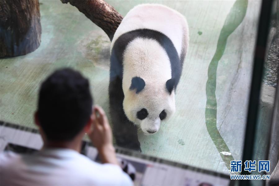 Giant Panda Yuanzai Turns 4 In Taipei Zoo China Plus