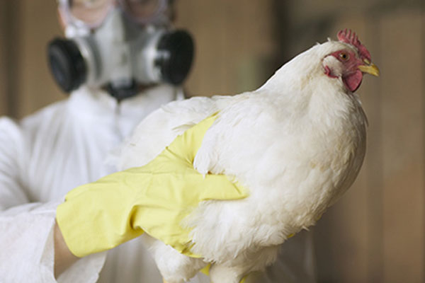 H7N9 is a bird flu strain first reported to have infected humans in China in March 2013. [Photo: caixin.com]