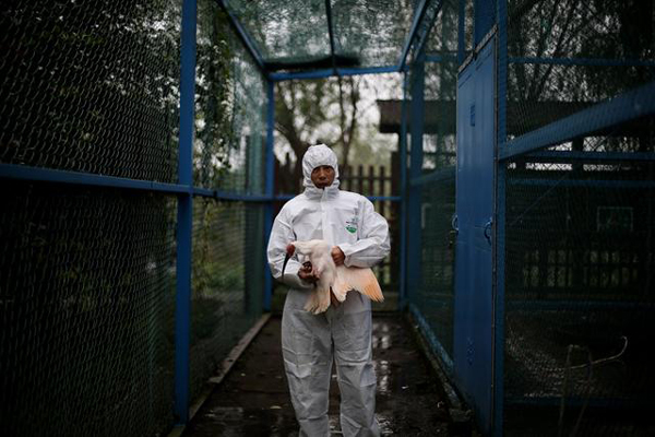 A male breeder holds a crested ibis at an incubation center in Deqing County, Zhejiang Province. [Photo: qq.com] 