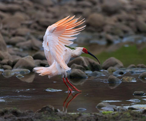 The crested ibis is also known as the "Oriental Gem."[Photo: birdnet.com]