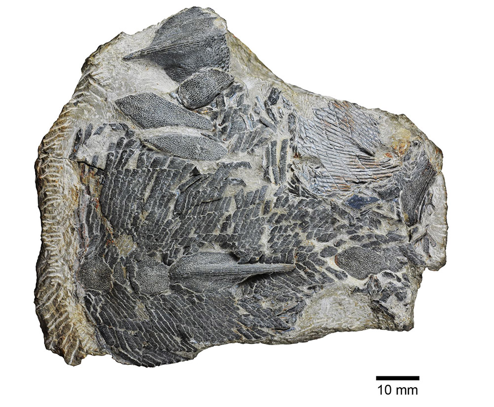 The fossil of the 420 million-year-old Sparalepis tingi [Photo provided to Xinhua by Zhu Min]