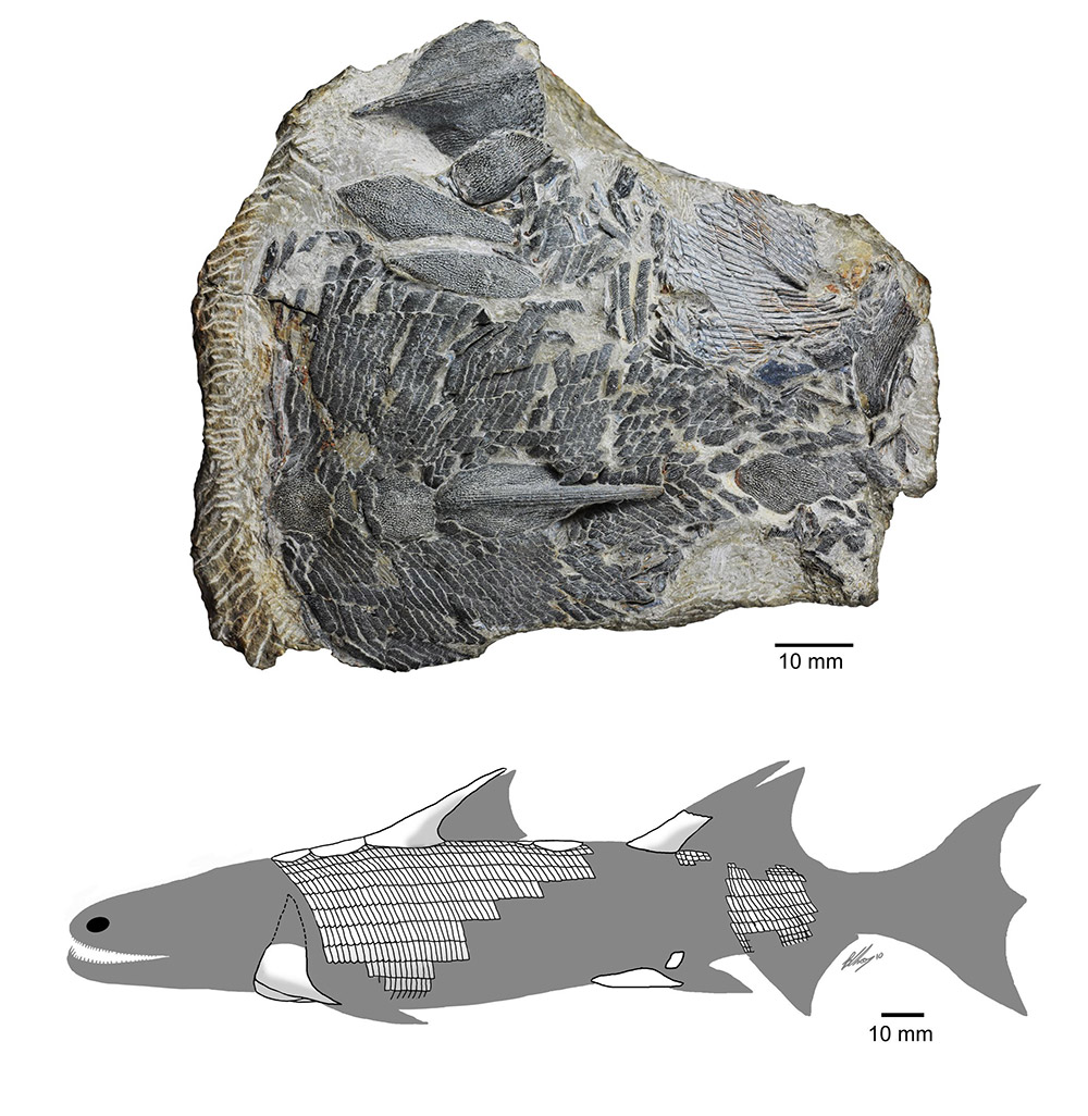 The fossil of Sparalepis tingi (up) and restoration drawing of the fish [Photo provided to Xinhua by Zhu Min]