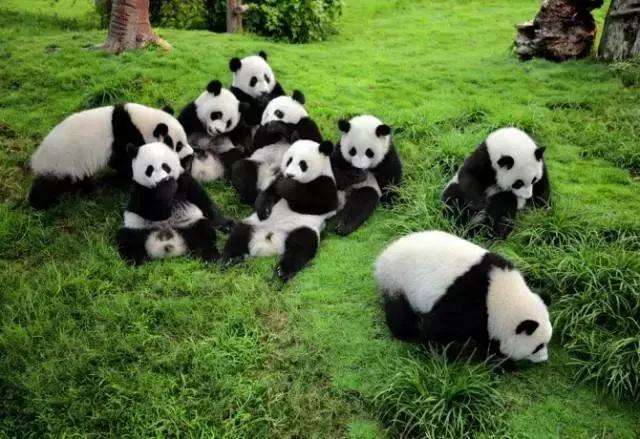 China's government has announced plans to create a 27,000sq km national park for pandas.[Photo: cnidea.net]