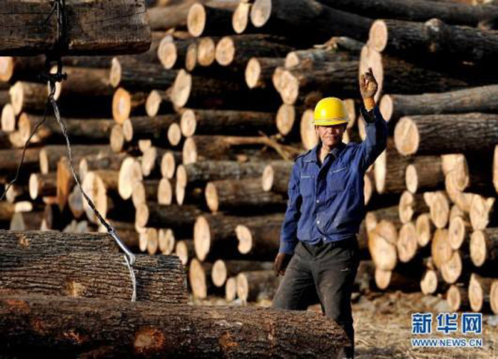 China has an increasingly rigid demand for timber, which will reach 700 million cubic meters by 2020. [Photo: Xinhua]