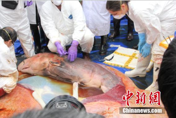 A male fetus is found in a dead sperm whale who was earlier stranded in south China. [Photo: Chinanews.com]