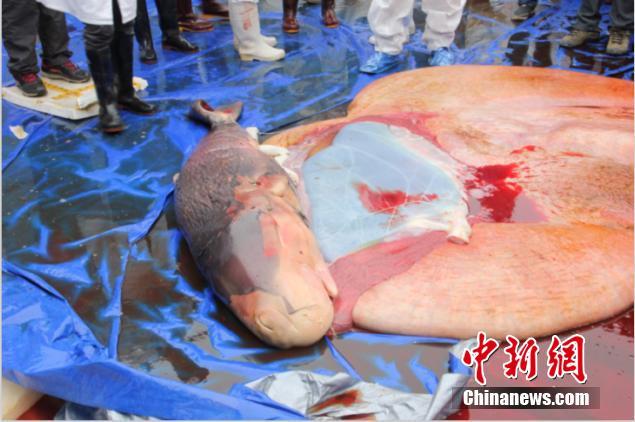 Unfortunately, the fetus has also been dead when found inside a dead sperm whale who was earlier stranded in south China. [Photo: Chinanews.com]