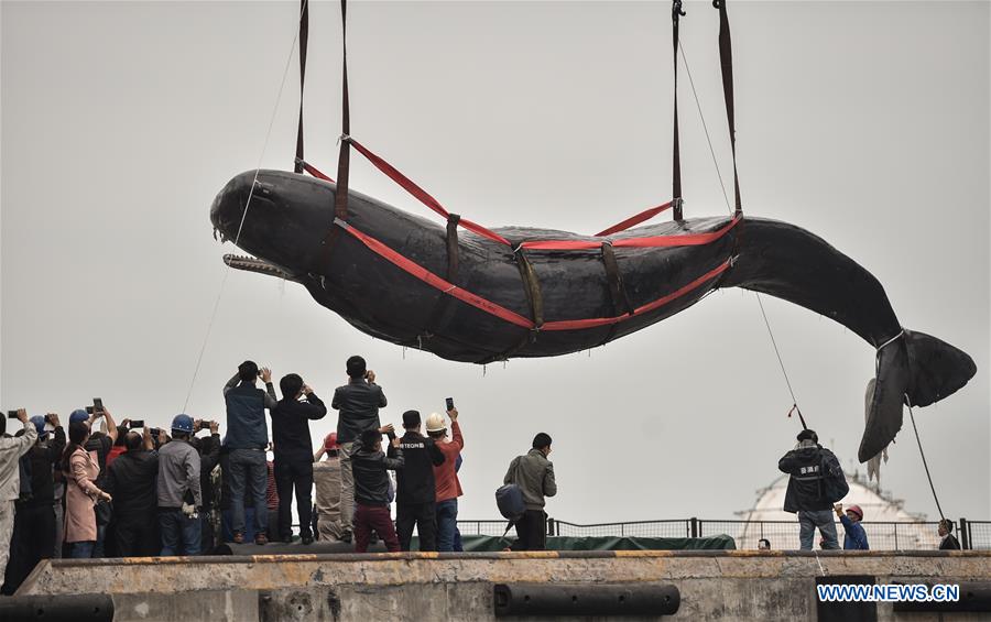 The corpse of a stranded sperm whale is lifted at a dock in Huizhou Harbor in Huizhou, south China's Guangdong Province, March 15, 2017. [Photo: Xinhua/Mao Siqian]