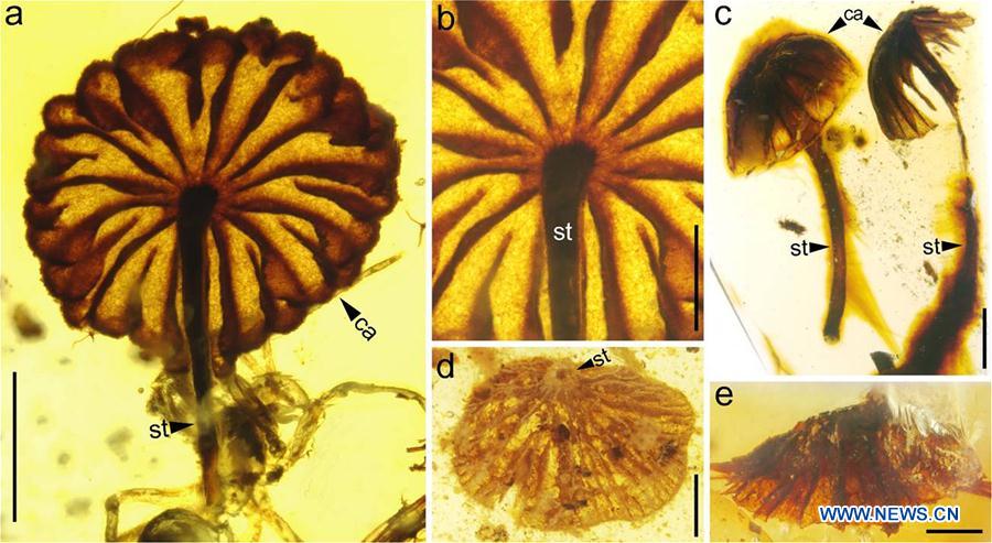 Fossilized mushrooms, said to be from the Cretaceous period about 100 million years ago, were discovered in amber by scientists from the Chinese Academy of Sciences' Nanjing Institute of Geology and Palaeontology, as well as from New Zealand and the United States. They are believed to be the oldest mushrooms ever found. The scientists noted a stalk and a complete intact cap containing distinct gills are visible in most of the mushrooms, pictured A to E. [Photo/Xinhua]