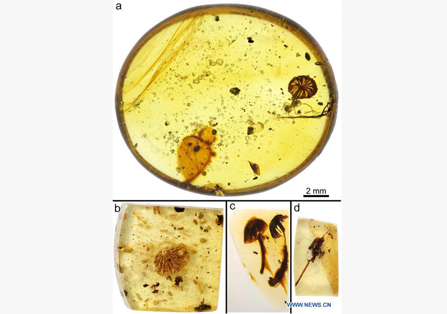 The four are the earliest complete mushroom fossils ever found. [Photo/Xinhua] 