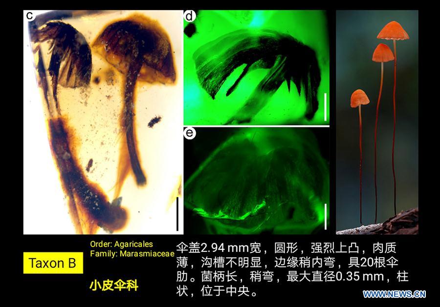 The four are the earliest complete mushroom fossils ever found. [Photo/Xinhua] 