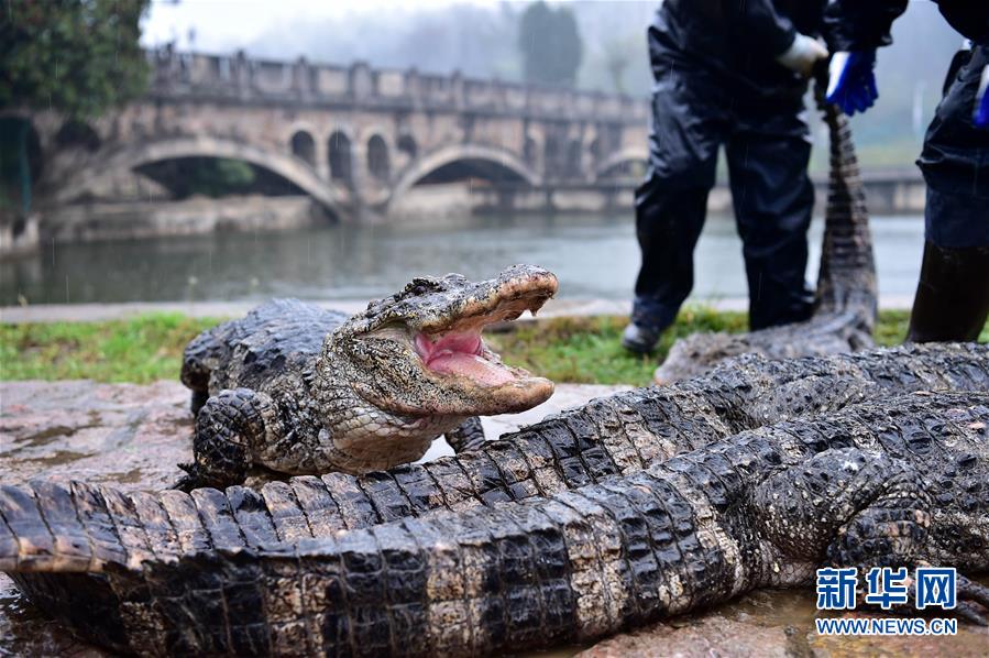 More than 13,000 Chinese alligators have ended dormancy and were moved out of hothouses in Anhui. [Photo: Xinhua]
