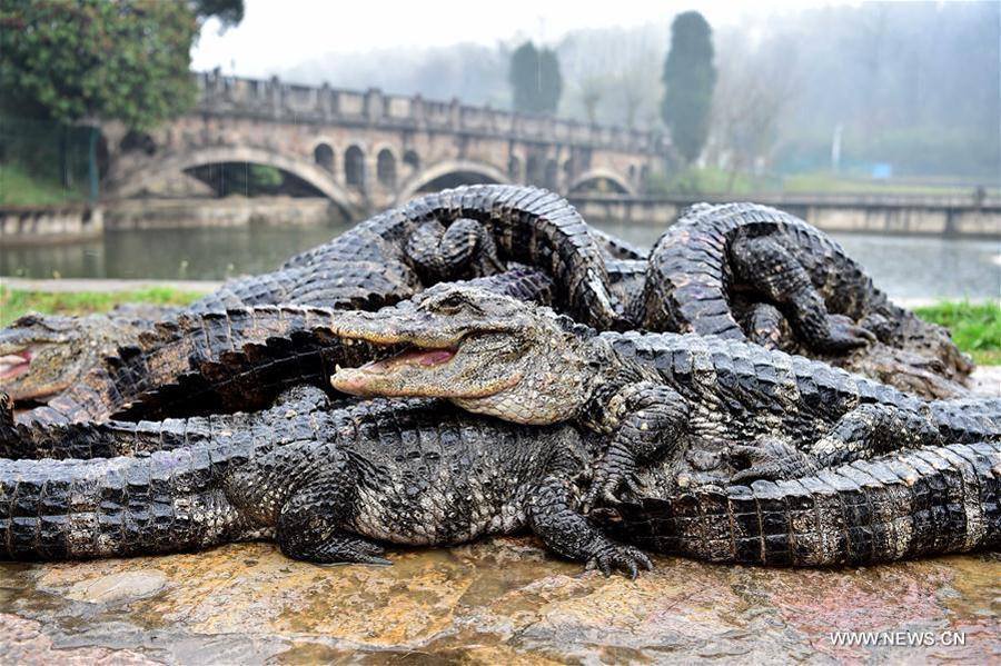 13000条扬子鳄结束休眠迎“搬家季”Over 13,000 Yangtze alligators have woken up 