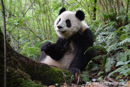 Giant panda Qian Qian [File photo: weibo.com]