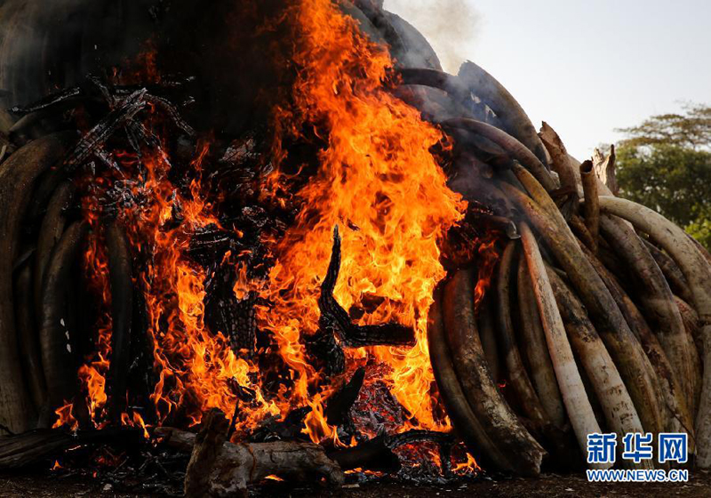 The burning of smuggled ivory at the Nairobi National Park in Kenya. [Photo: Xinhua]