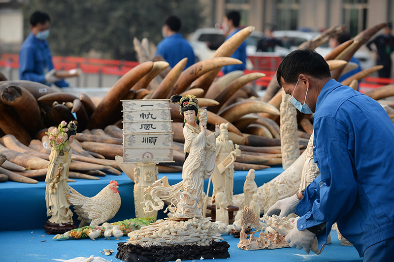 Man checking ivory products to be destroyed in Dongguan city, Guangdong Province. [Photo: Xinhua]