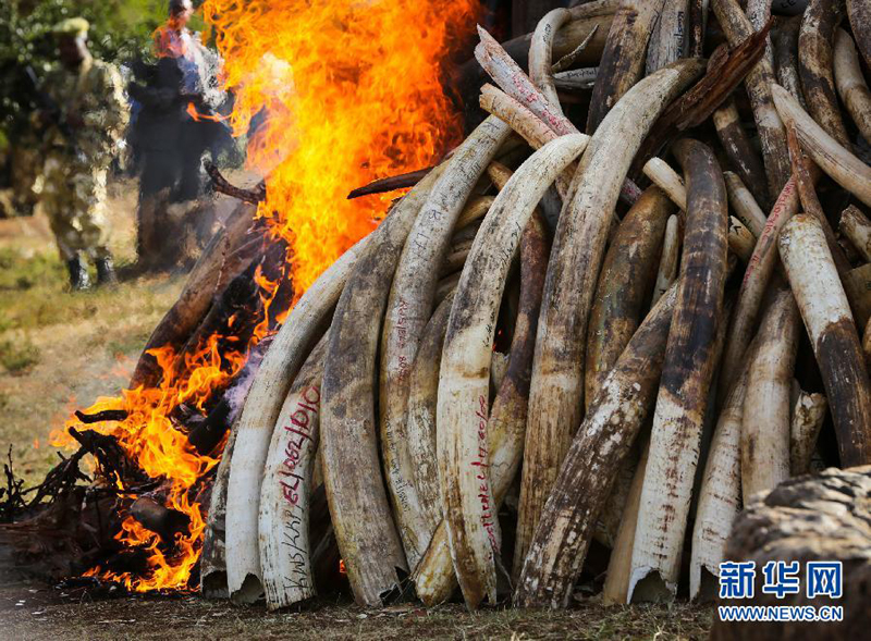 The burning of smuggled ivory at the Nairobi National Park in Kenya. [Photo: Xinhua]