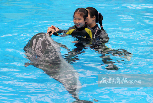 During the therapy Chen Chen is held by an assistant in the middle of the water and the dolphin swims around the little girl and keeps touching her with its nose while making sound. [Photo: echengdu.cn]
