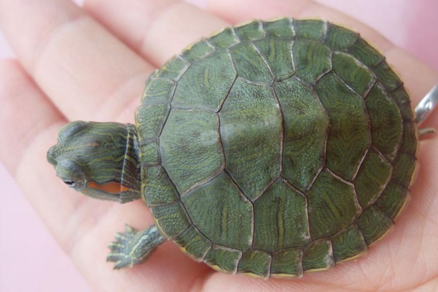 Turtles are thought to have similar characters with the autistic. [File photo: baidu.com]