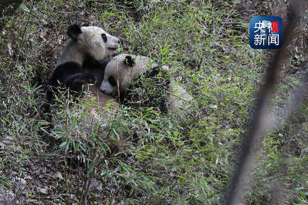 A giant panda feeds her cub in Qinling Mountains, Shaanxi province. [Photo/CCTV]
