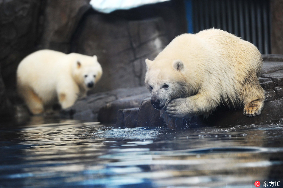 Two polar bears play together at the Wuhan Haichang Polar Ocean World Park in Wuhan, capital of central China's Hubei province, April 6, 2017. [Photo: IC]