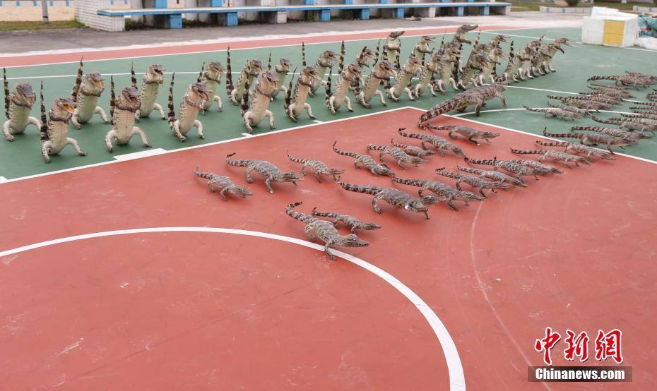 500多件鳄鱼制品被查获 Over 500 illegal Siamese crocodile products were seized