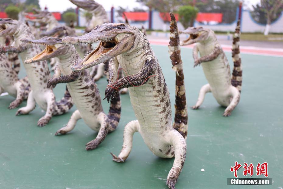 500多件鳄鱼制品被查获 Over 500 illegal Siamese crocodile products were seized