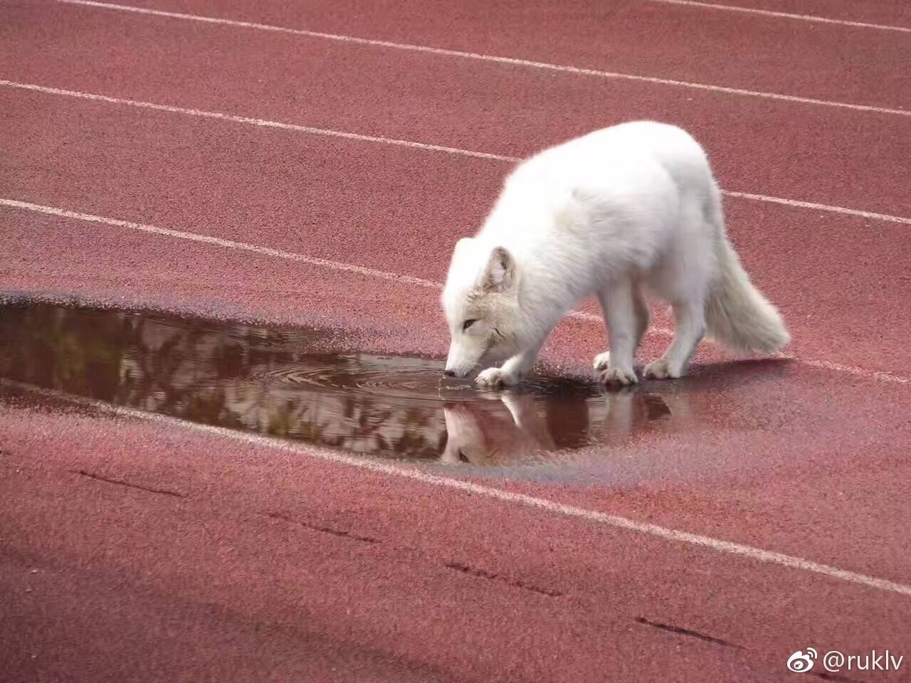 A white fox is photographed at a high school in Hangzhou, Zhejiang province, on Saturday, April 8, 2017. [Photo: weibo.com]