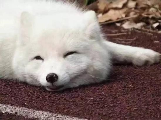 A white fox is photographed at a high school in Hangzhou, Zhejiang province, on Saturday, April 8, 2017. [Photo: weibo.com]