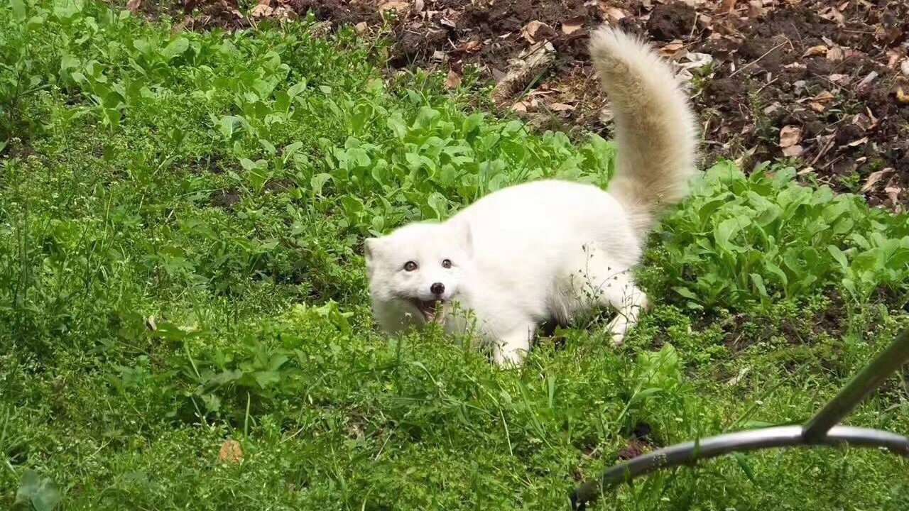 A white fox is photographed at a high school in Hangzhou, Zhejiang province, on Saturday, April 8, 2017. [Photo: weibo.com]