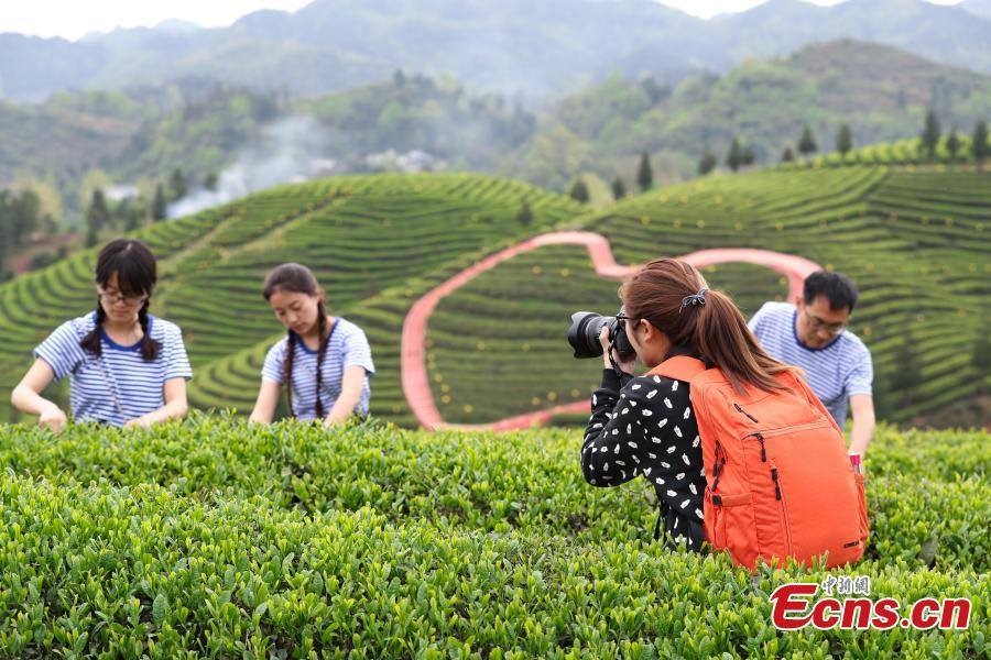 中国茶园旅游正当时 Tea plantation tourism industry is booming