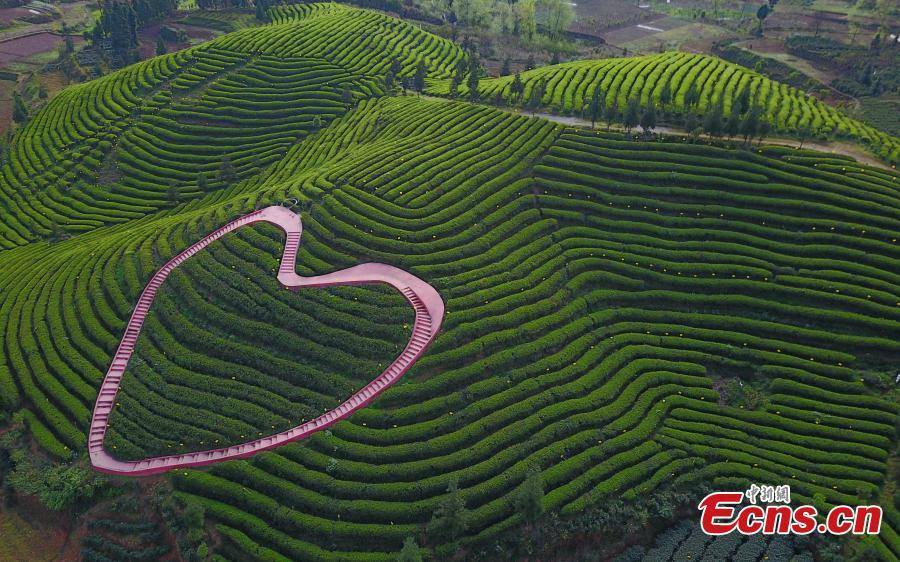 中国茶园旅游正当时 Tea plantation tourism industry is booming