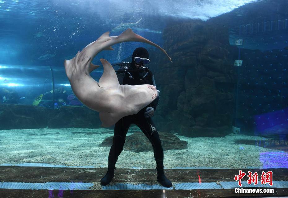 与鲨共舞 The man enjoys dancing with sharks