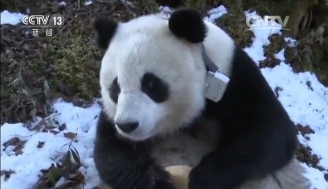 Giant panda Caocao. [Screenshot: CNTV]