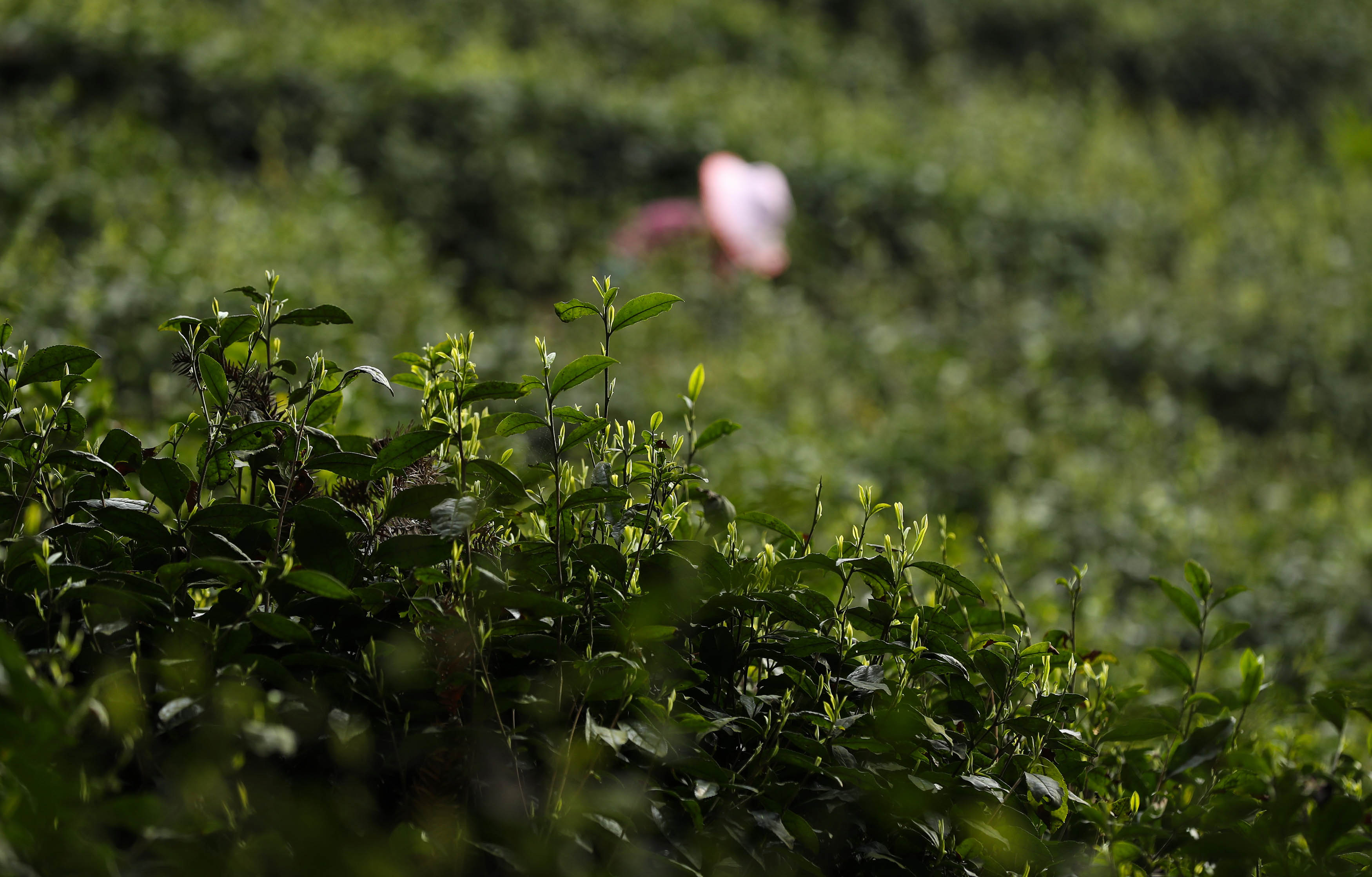 Organic Tea in Mount Emei