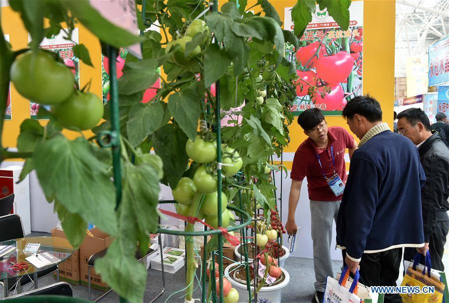 中国国际蔬菜科技博览会开幕 China International Vegetable Sci-Tech Fair kicks off 