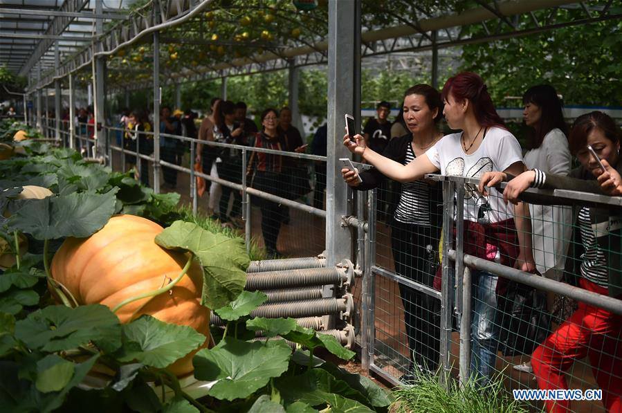 中国国际蔬菜科技博览会开幕 China International Vegetable Sci-Tech Fair kicks off 