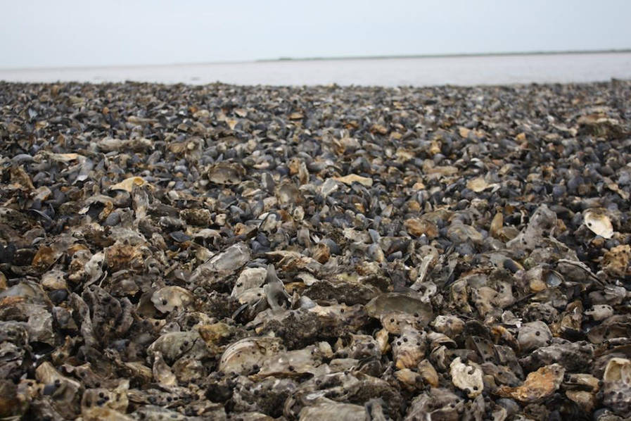 According to the data from the Zhiyan organization, Chinese people consumed over 4,574,3000 tons of oysters in 2015. [File photo: ifeng.com]