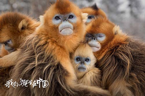 The golden snub-nosed monkeys in film ‘Born in China’ [Photo: sohu.com]