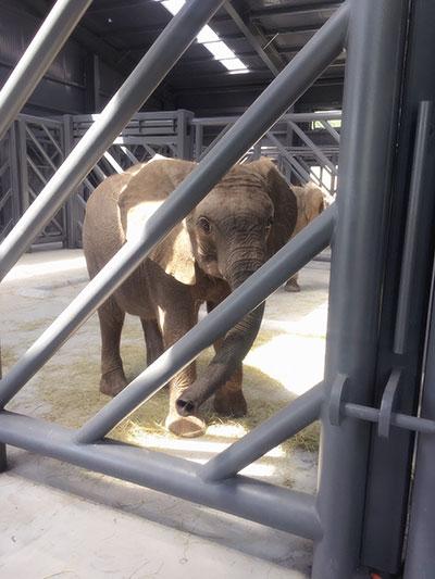 An African elephant settles in at Beijing Wildlife Park, one of 12 elephants who have spent the last four-and-a-half months in quarantine in Shanghai, May 6, 2017. [Photo: CCTV News]