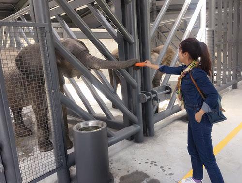 A woman feeds an African elephant at Beijing Wildlife Park, May 6, 2017. [Photo: CCTV News] 