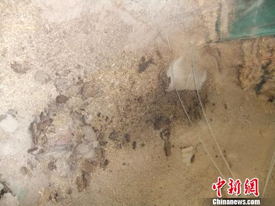 Decayed wheat belonging to the China Grain Reserves Corporation (CGRC) stored in a warehouse in Nanyang, central China's Henan province [Photo: Chinanews.com]