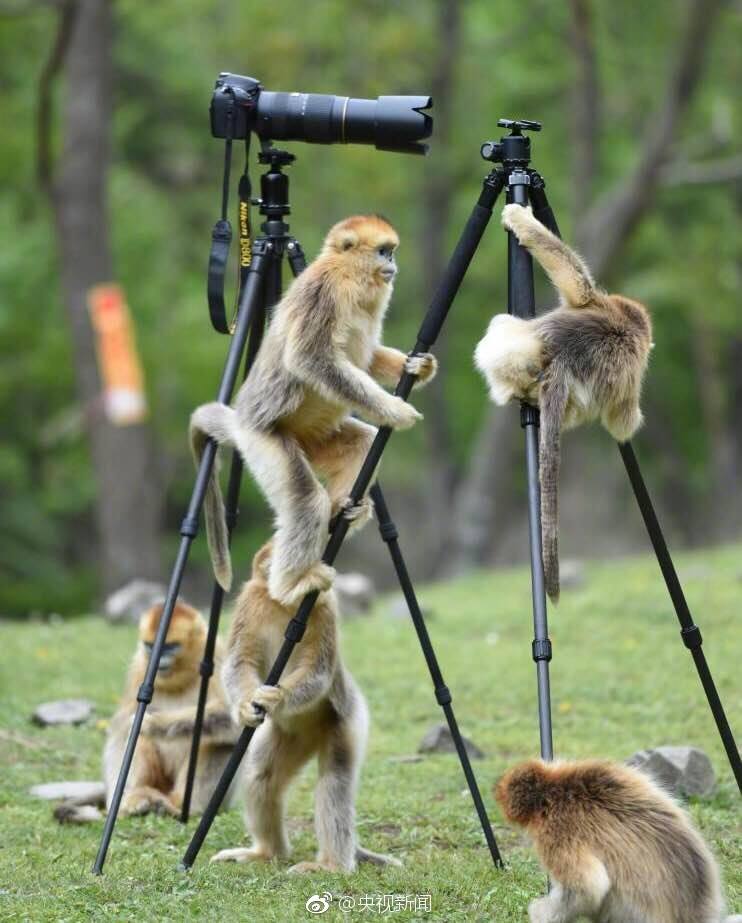猴子也开始自拍啦！ "Let me take a selfie."