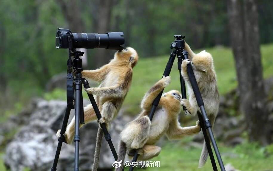 猴子也开始自拍啦！ "Let me take a selfie."