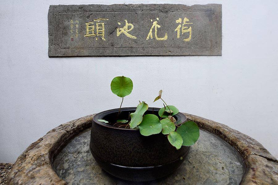 700多年的古莲“复活”啦 A seed over 700 years old grows into a plant