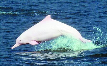 A rare Chinese white dolphin, also known as the "giant panda of the sea", is spotted in the waters of Quanzhou Bay of east China's Fujian Province recently. [File Photo: 163.com]