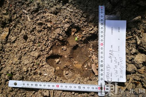 Siberian tiger footprints were found by workers on a tree farm in Raohe County on Friday.[Photo: mnw.cn]