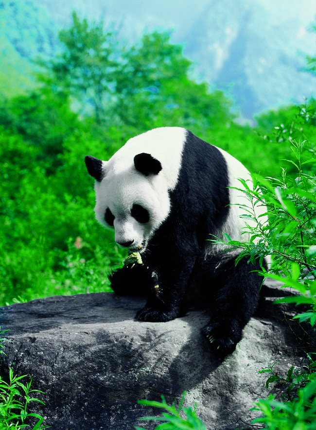 Giant Panda World to Be Built at Mount Emei